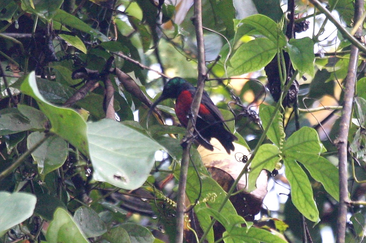 Johanna's Sunbird - ML633502051