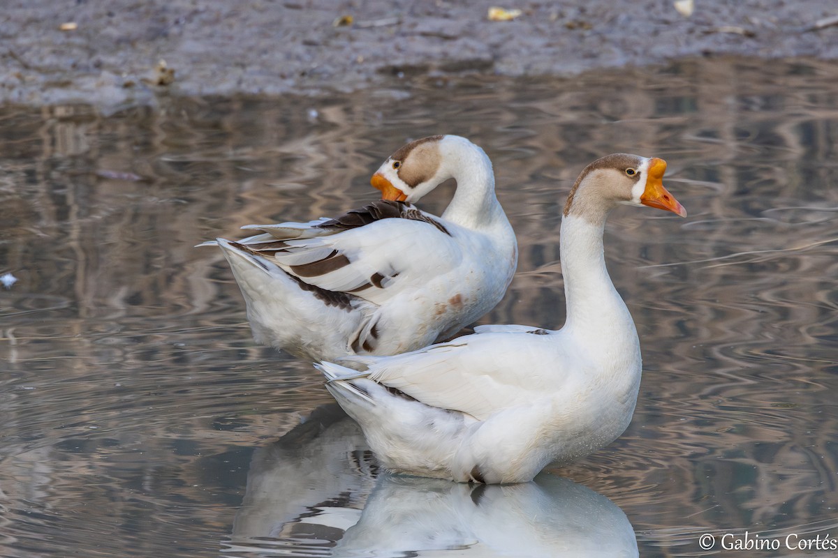 Graylag x Swan Goose (hybrid) - ML633502098