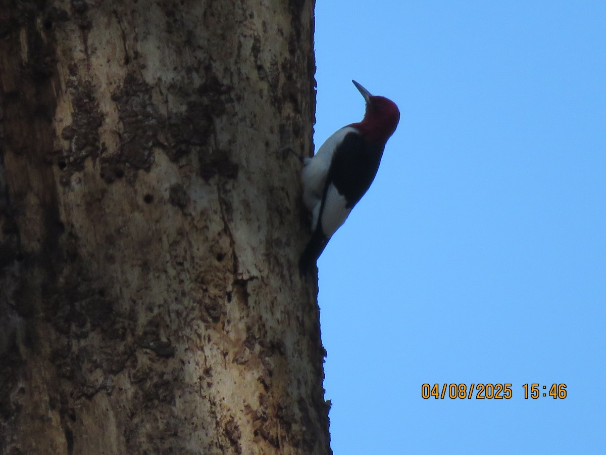 Red-headed Woodpecker - ML633502292