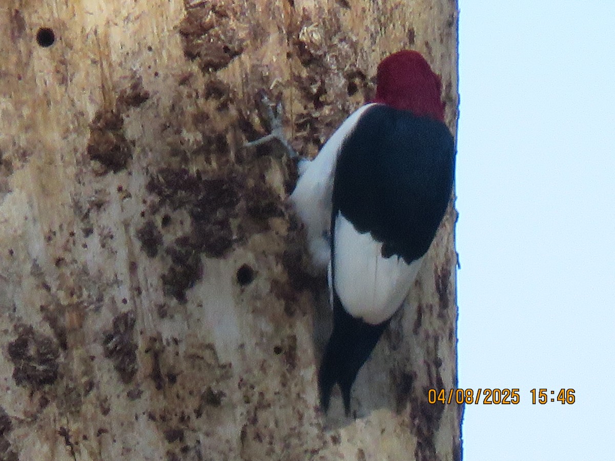 Red-headed Woodpecker - ML633502294