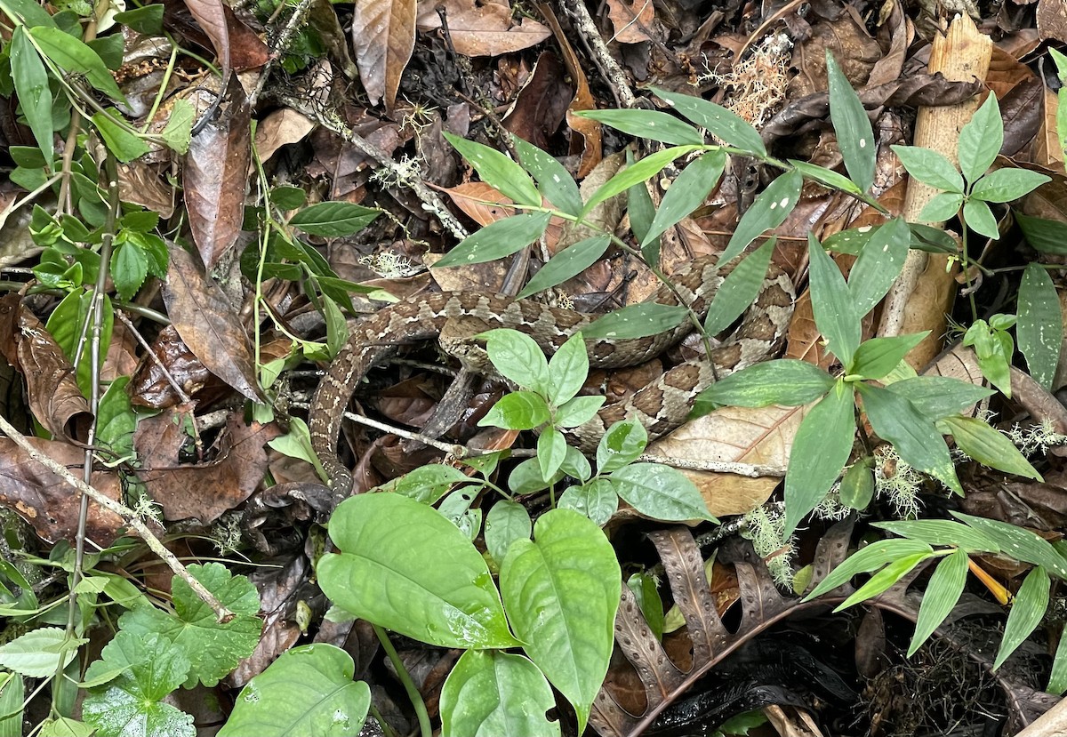 Godman's Montane Pit Viper - ML633502534