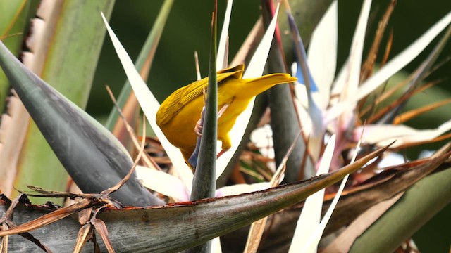 African Golden-Weaver - ML633502544