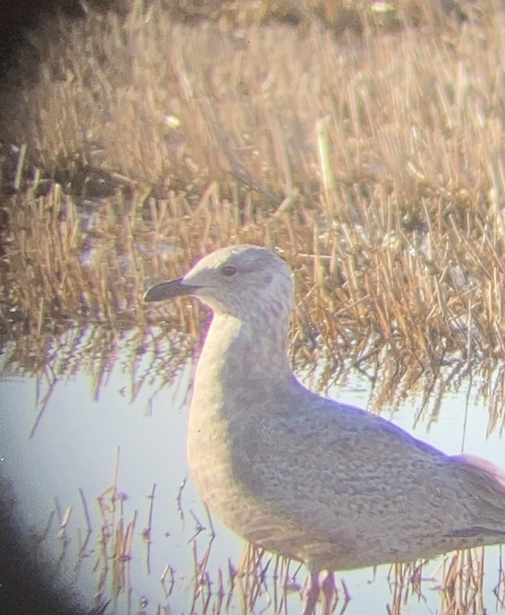 Iceland Gull - ML633502694