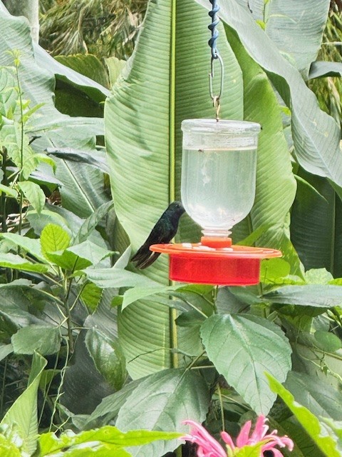 Black-throated Mango (Black-throated) - ML633502788