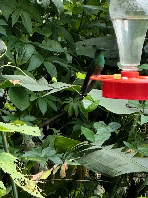 White-vented Plumeleteer - ML633502911