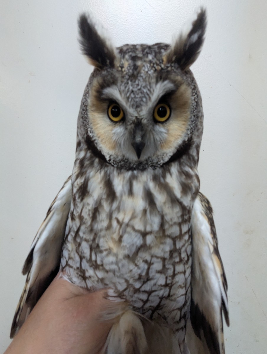 Long-eared Owl - ML633502979