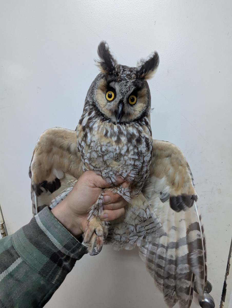 Long-eared Owl - ML633502985