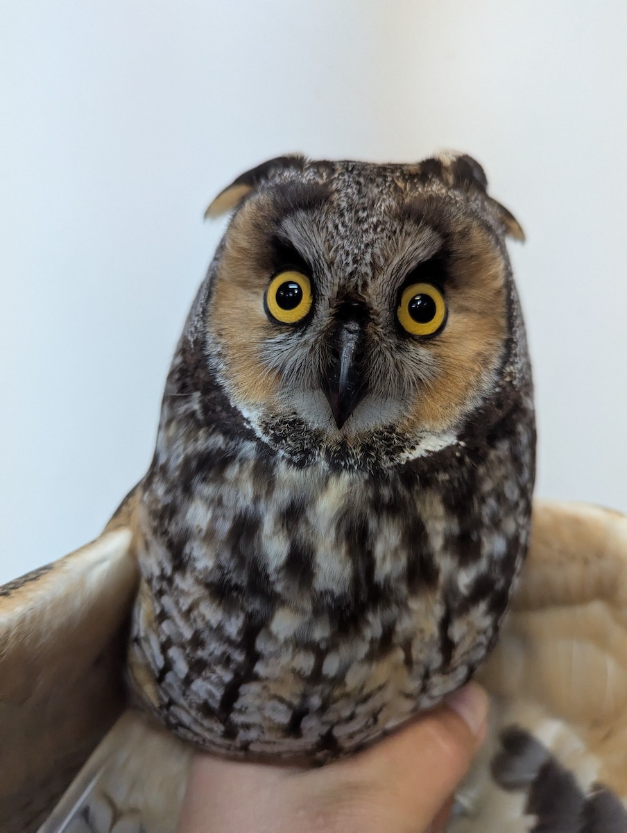 Long-eared Owl - ML633502993