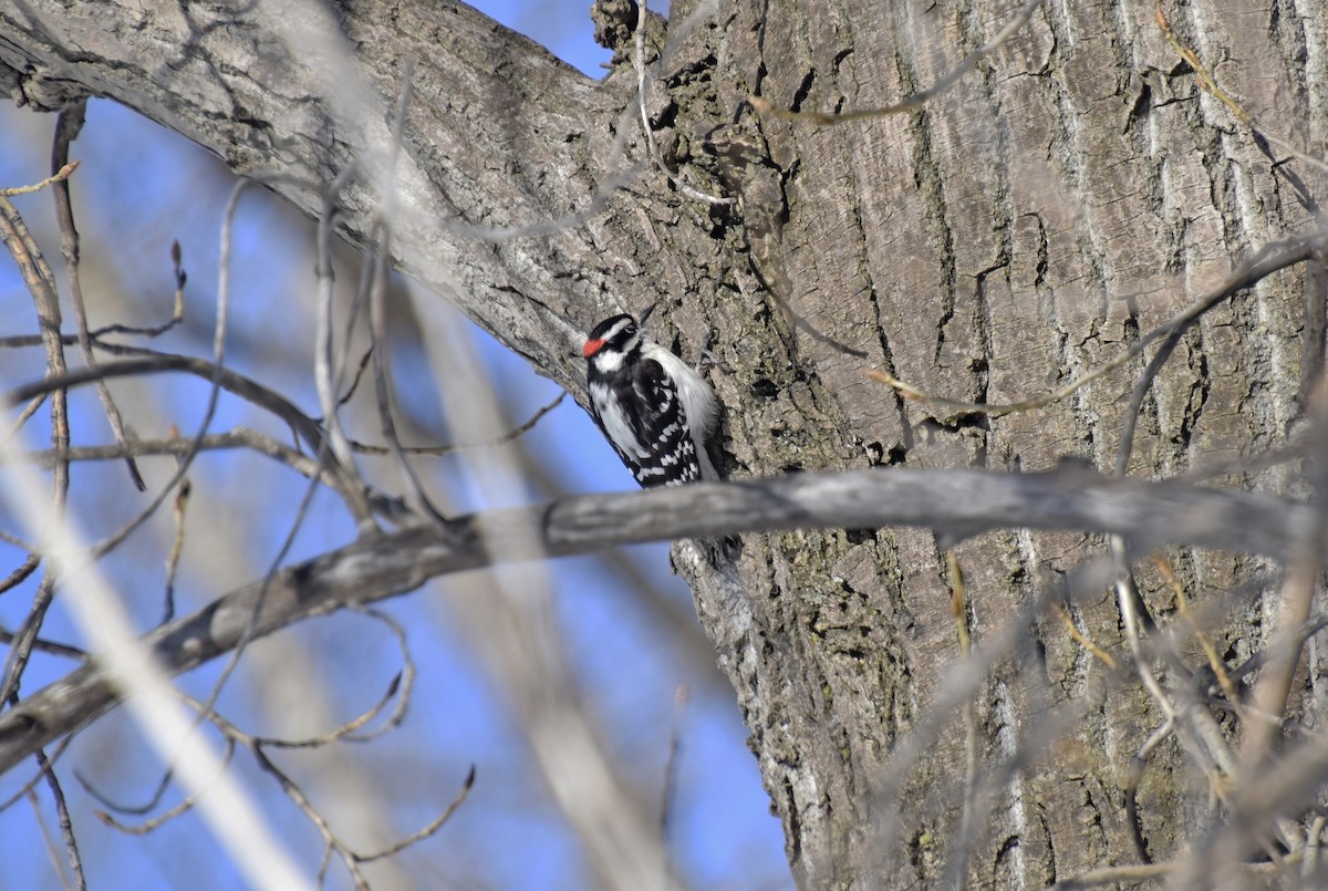 Downy Woodpecker - ML633503064