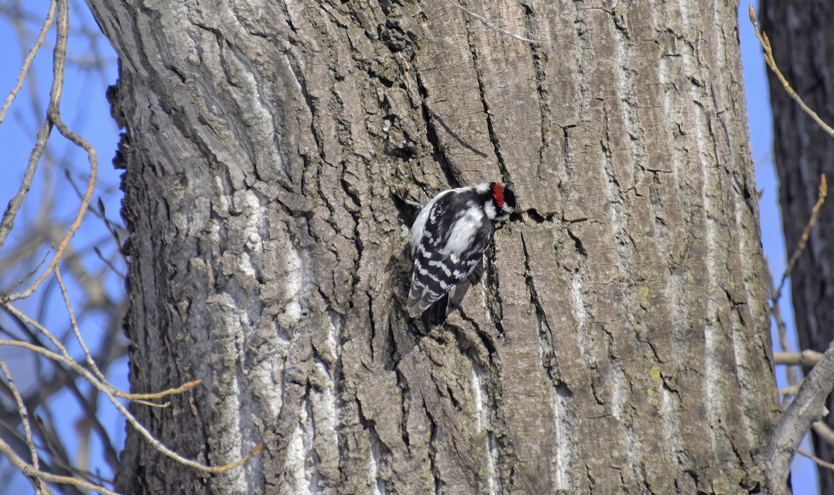 Downy Woodpecker - ML633503065