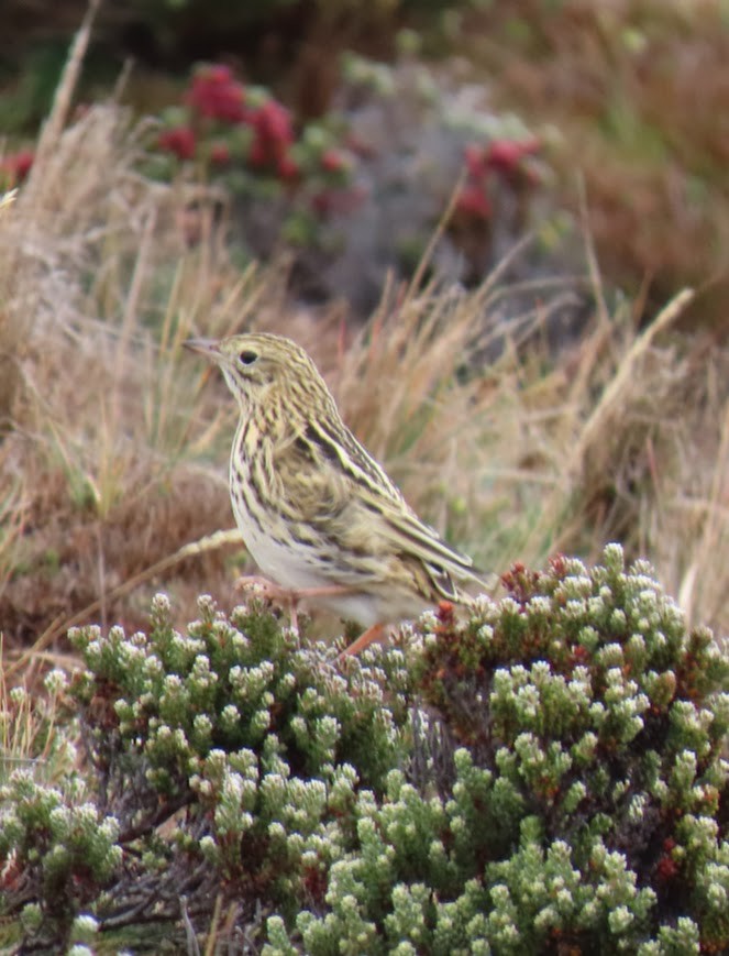 Correndera Pipit - ML633503075