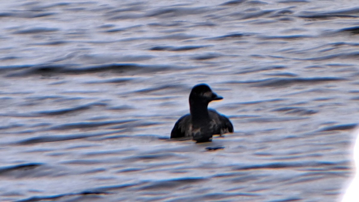 White-winged Scoter - ML633503079