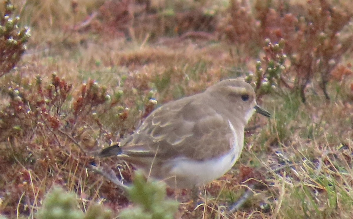 Rufous-chested Dotterel - ML633503081