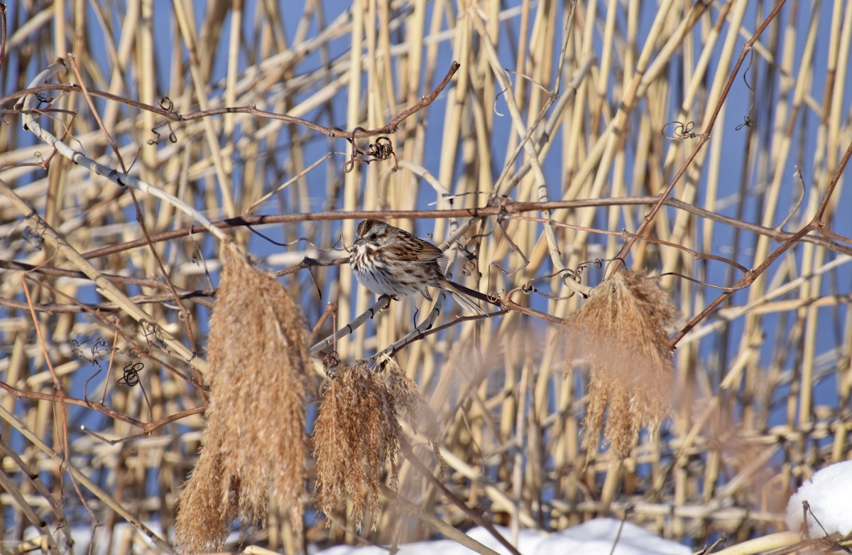 Song Sparrow - ML633503100