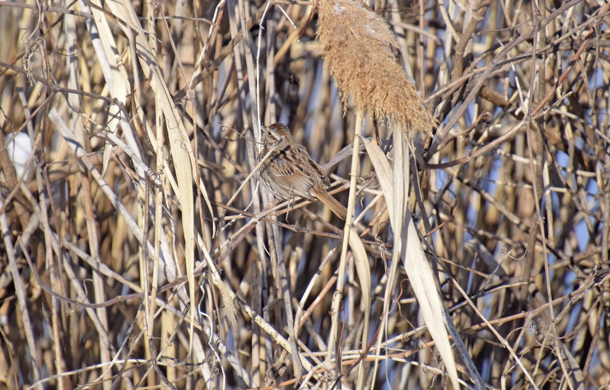 Song Sparrow - ML633503101