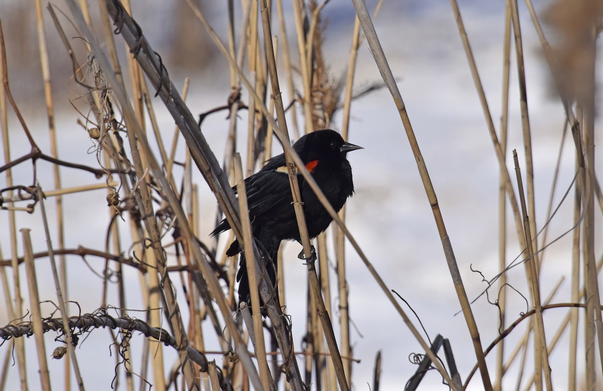 Red-winged Blackbird - ML633503137