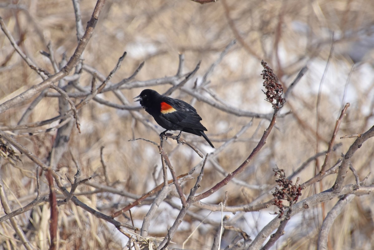 Red-winged Blackbird - ML633503138