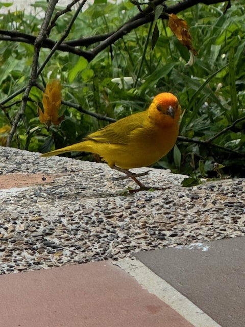 Saffron Finch - ML633503162
