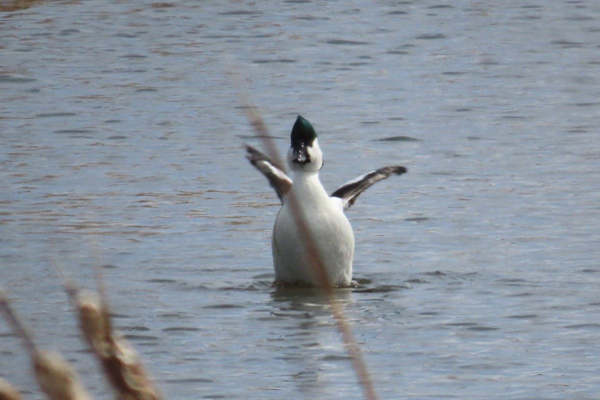 Bufflehead x Common Goldeneye (hybrid) - ML633503209