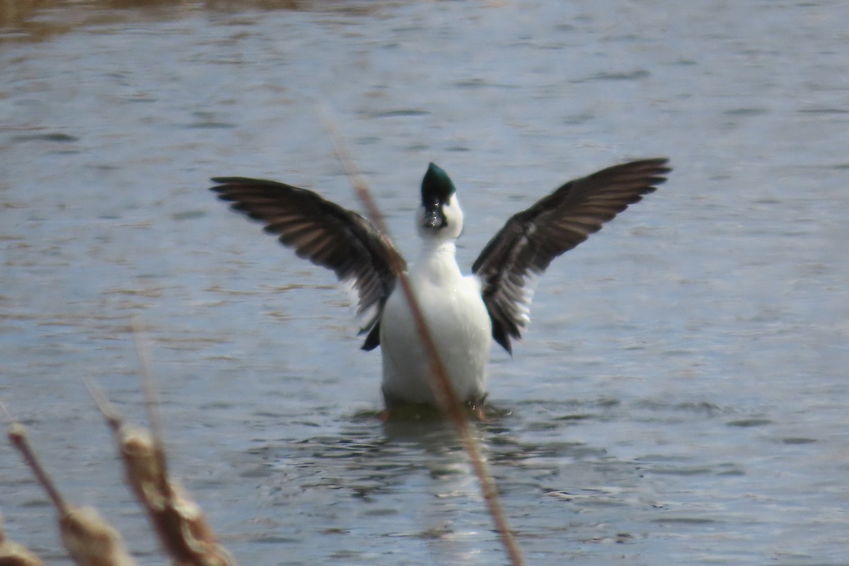Bufflehead x Common Goldeneye (hybrid) - ML633503211