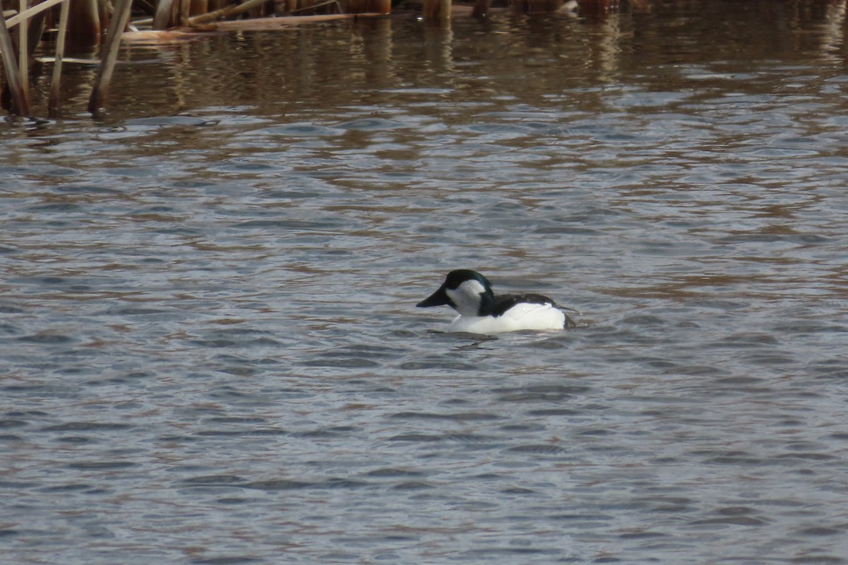 Bufflehead x Common Goldeneye (hybrid) - ML633503222