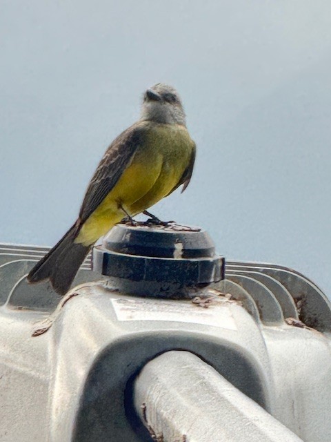 Tropical Kingbird - ML633503243