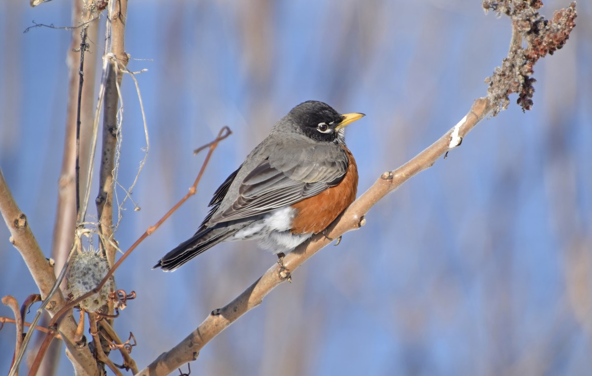American Robin - ML633503244