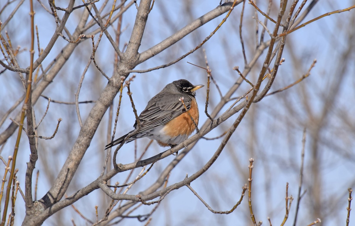 American Robin - ML633503245