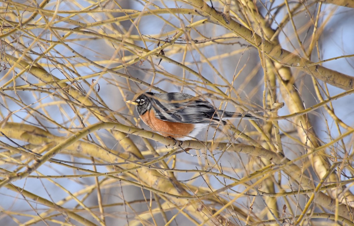 American Robin - ML633503246