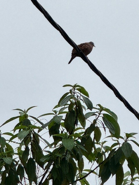 Rock Pigeon (Feral Pigeon) - ML633503253