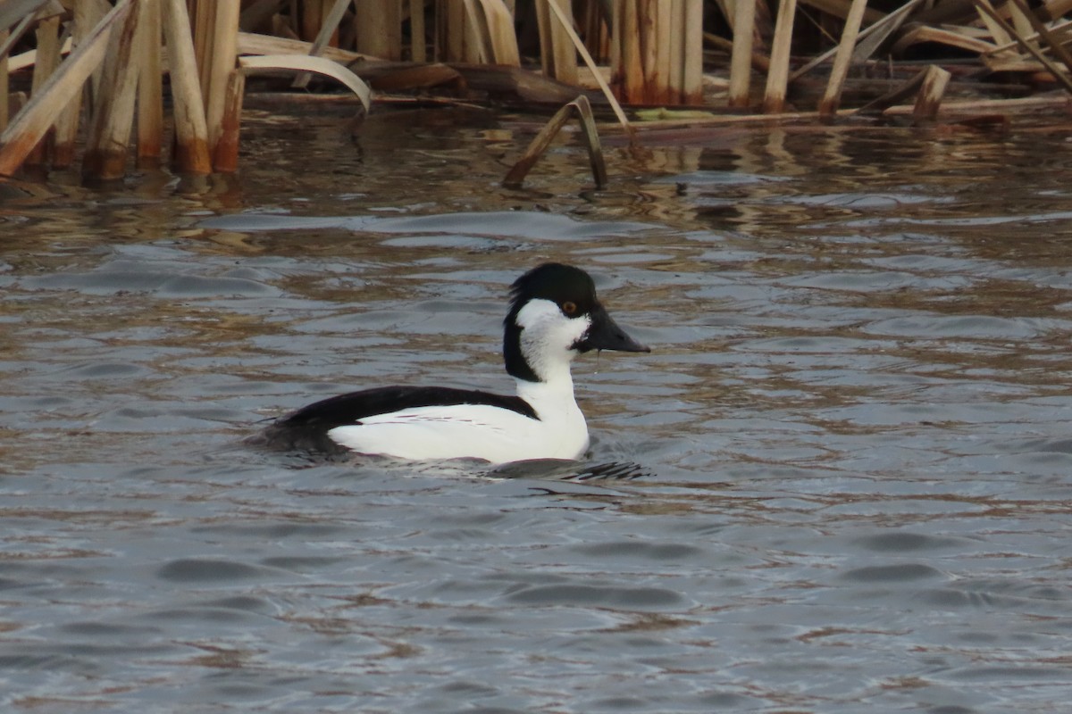 Bufflehead x Common Goldeneye (hybrid) - ML633503283