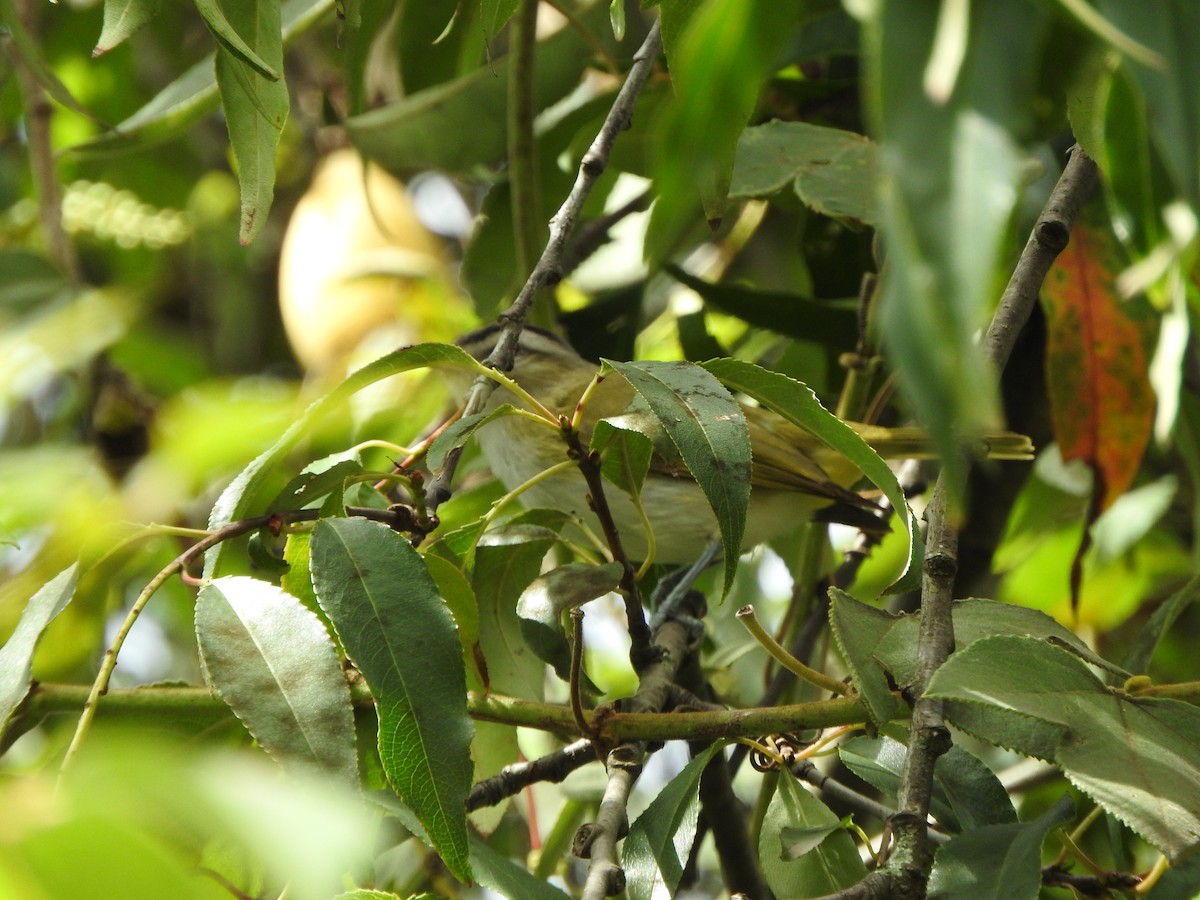 vireo sp. - ML633503288