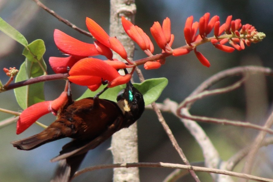 Buff-throated Sunbird - ML633503310