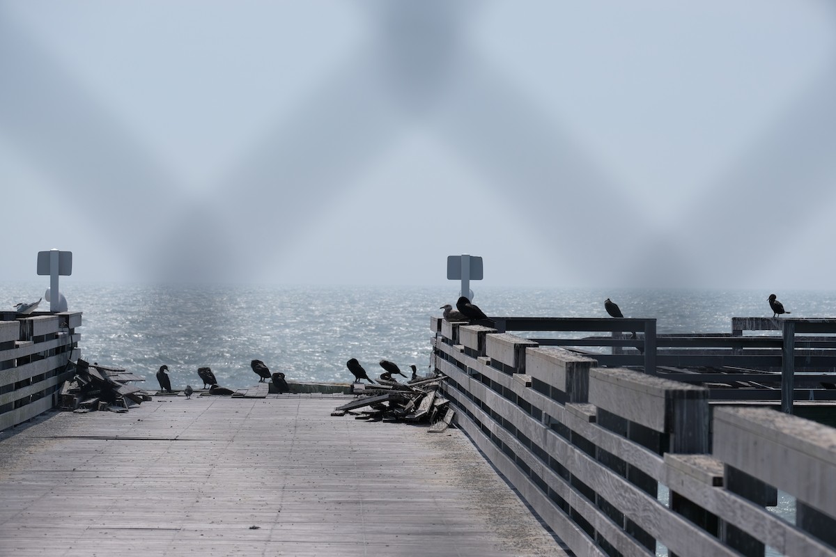 Double-crested Cormorant - ML633503357