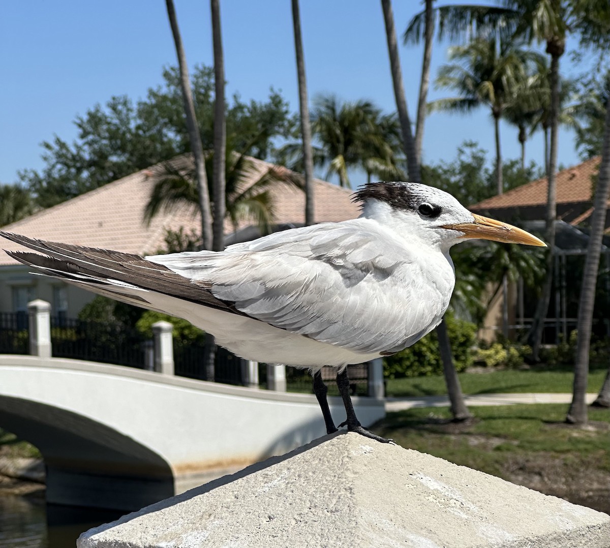 Royal Tern - ML633503388