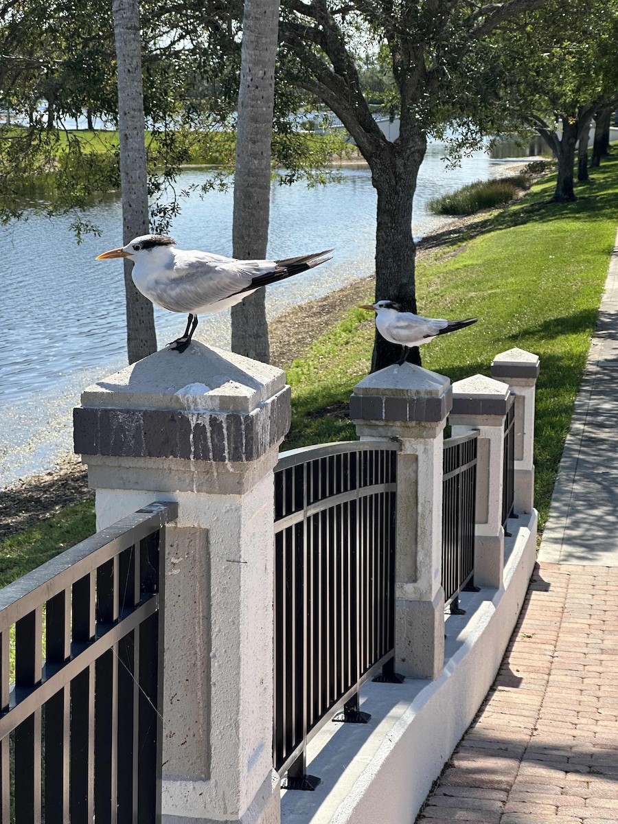 Royal Tern - ML633503396