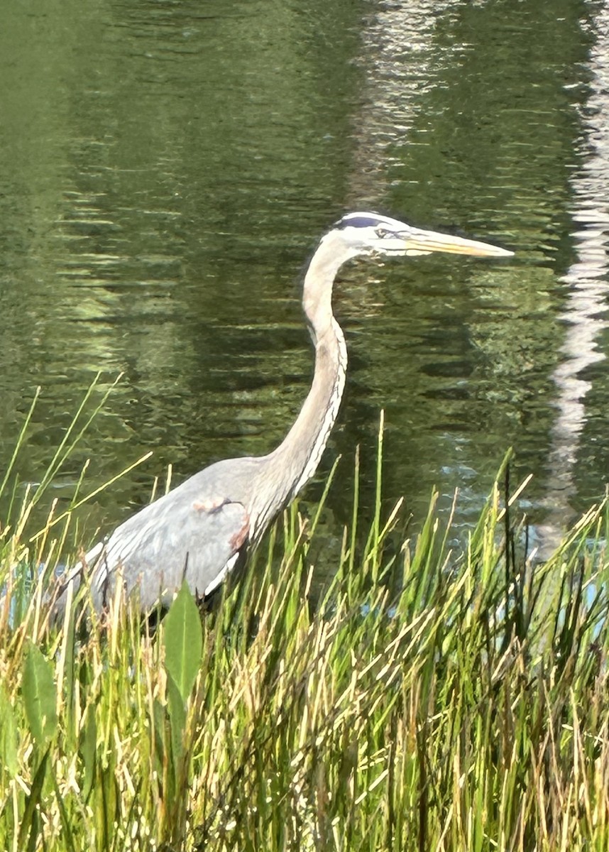 Great Blue Heron - ML633503403