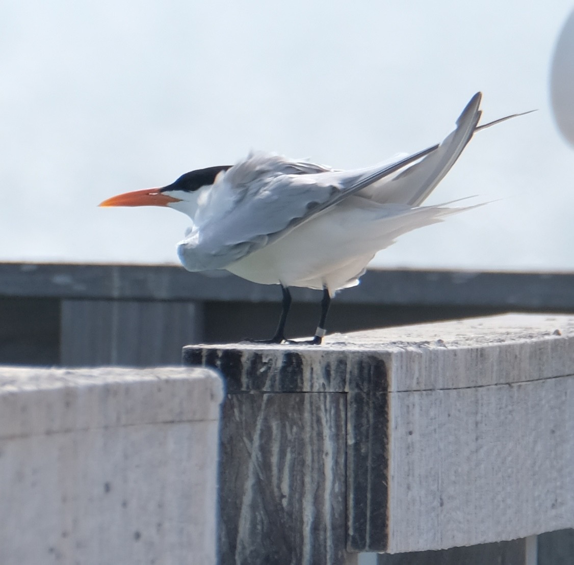 Royal Tern - ML633503425