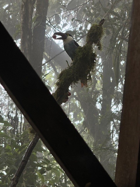 Black-billed Mountain-Toucan - ML633503471