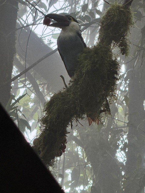 Black-billed Mountain-Toucan - ML633503472