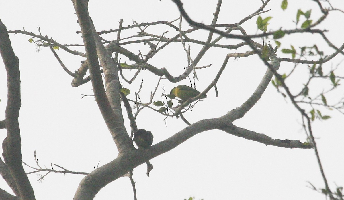 Black-collared Lovebird - ML633503488