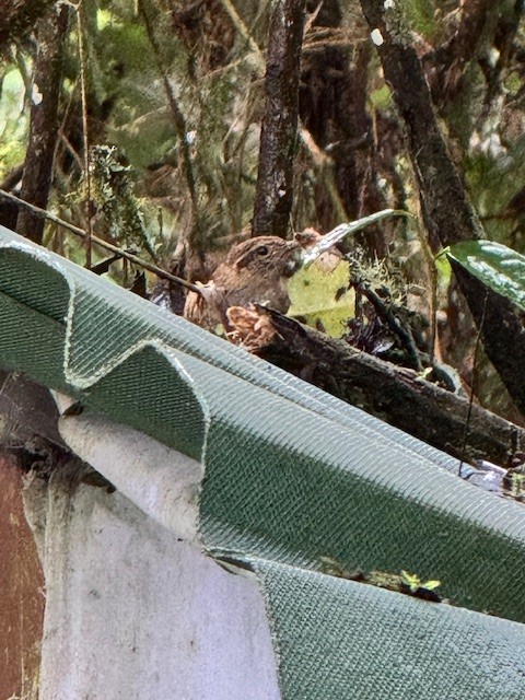 Mountain Wren - ML633503491