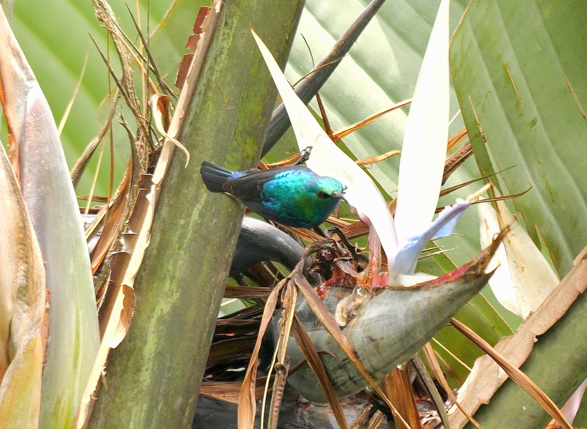 Neergaard's Sunbird - ML633503492