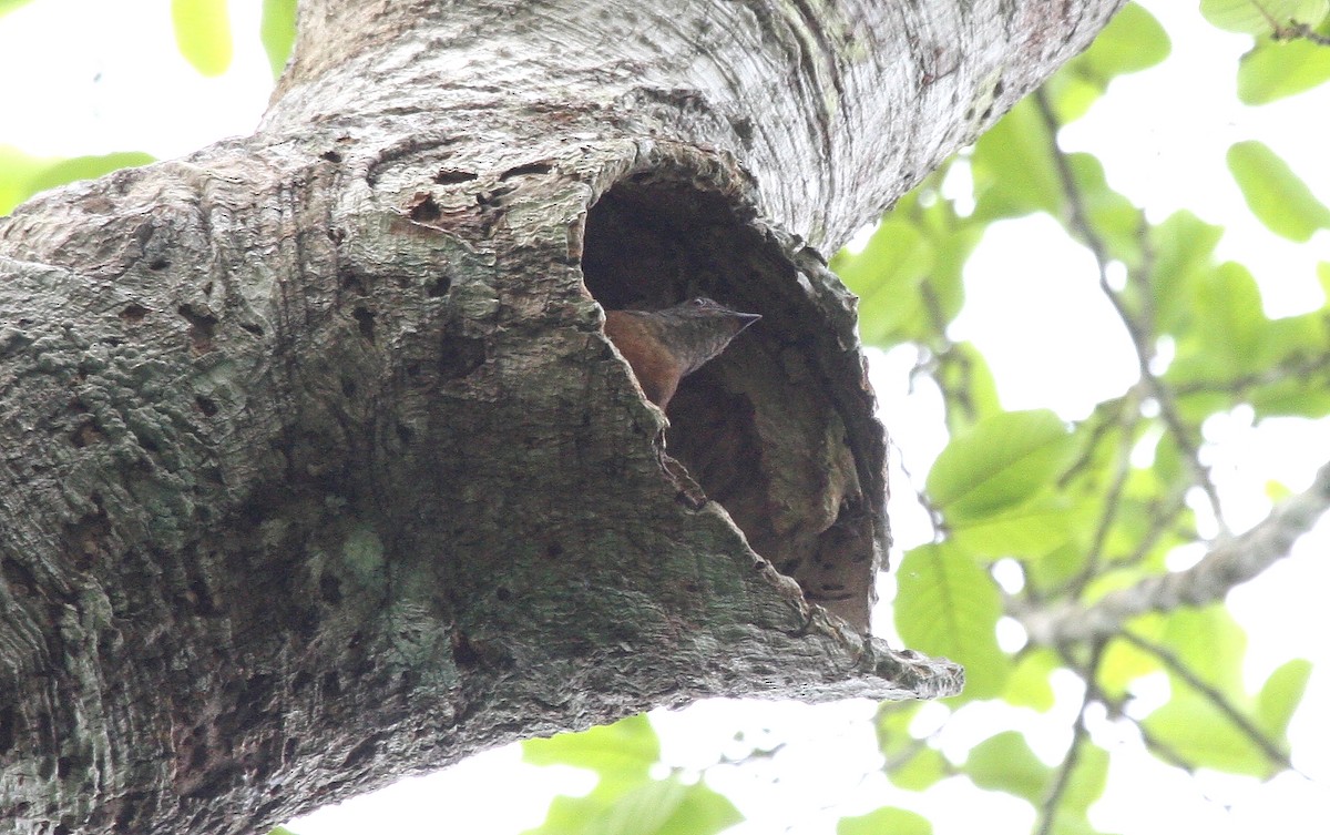 Finsch's Flycatcher-Thrush - ML633503512