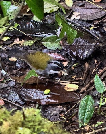 Gray-browed Brushfinch - ML633503560