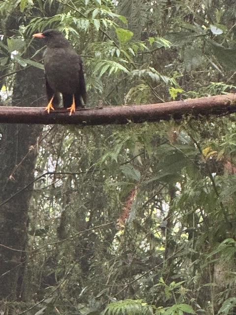 Great Thrush - ML633503630