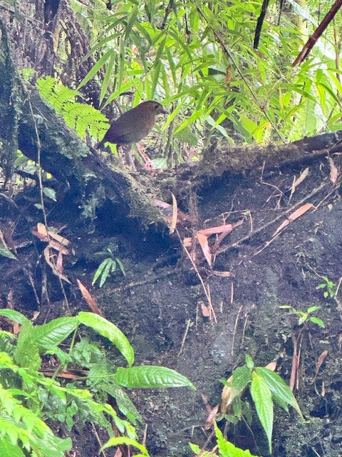 Brown-banded Antpitta - ML633503801