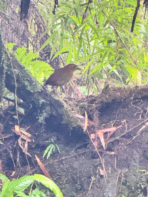 Brown-banded Antpitta - ML633503802