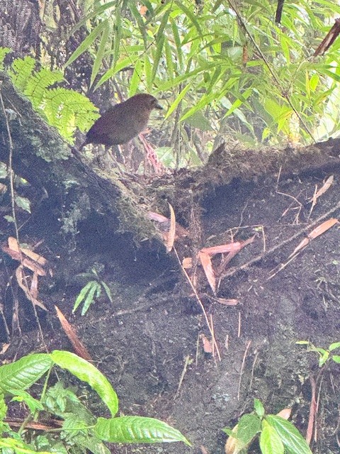 Brown-banded Antpitta - ML633503804