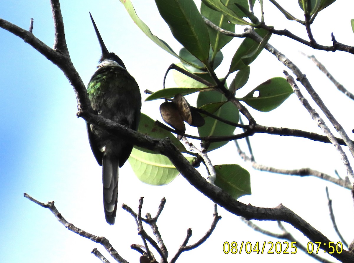 Bronzy Jacamar - Mary Jara